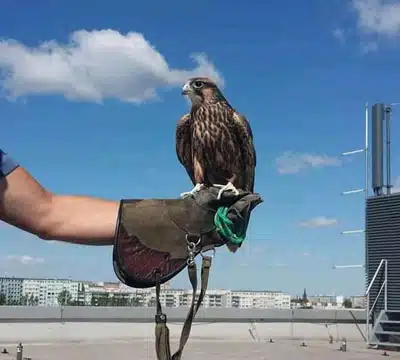 rope-boys-birds-spikes-installation